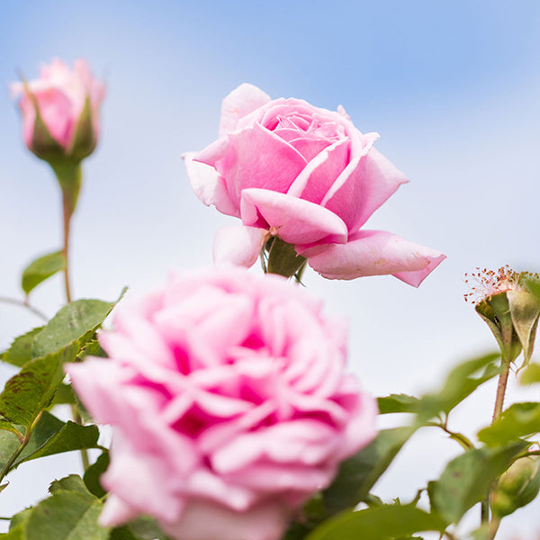 RO Balancing Mist, 100ml