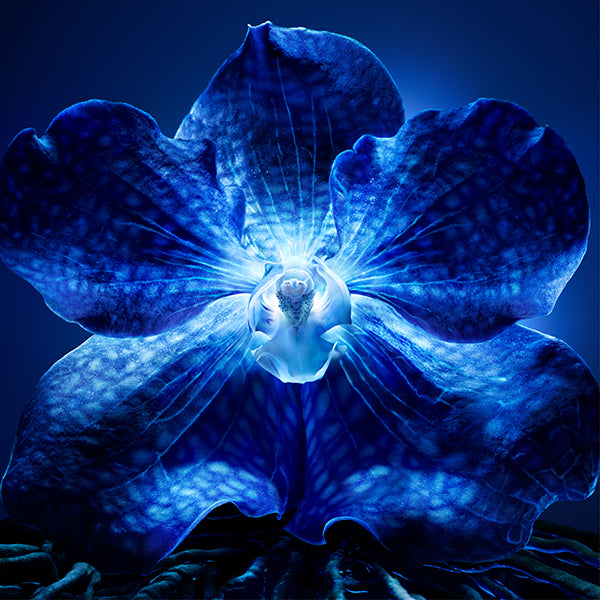 Guerlain Orchidée Impériale The Longevity Cream, 30ml