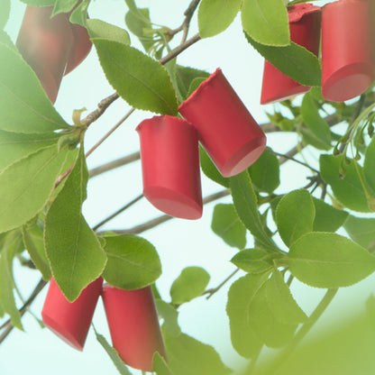 Rouge Star Breeze, EX5 Tropical Orchard, 4.4g